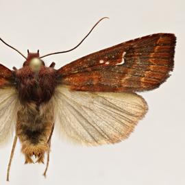  Haliophyle  sp., adult male 
 